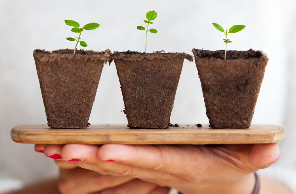 How to maintain an indoor garden at home | Multi-Prêts Mortgages